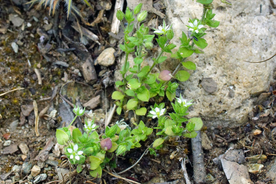 Caryophyllacea - Arenaria sp.